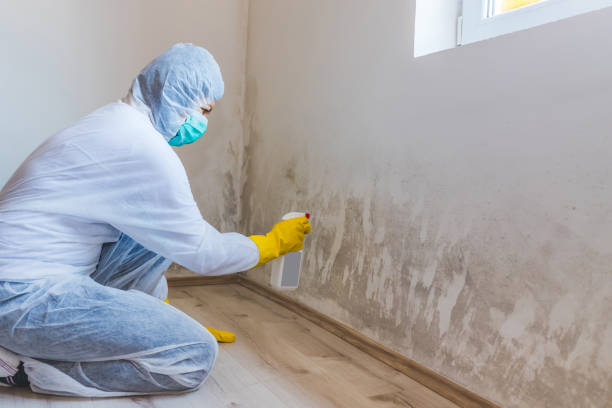 Licensed Mold Remediation service in Arlington, MA - WQB Mold Removal
